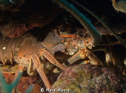 multiple lobsters packed together in a crevice by Mark Moore 